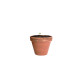 AP722147 | Biyok | Kapsula s cvetličnimi semeni - Vrtnarjenje