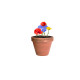 AP722147 | Biyok | Kapsula s cvetličnimi semeni - Vrtnarjenje