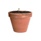 AP722388 | Mussox | Semenska kroglica - Vrtnarjenje