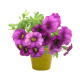 AP731428 | Petunia | Cvetlični lonček - Vrtnarjenje